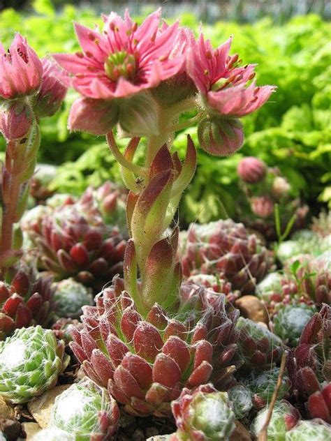 Balboa park's cactus garden contains some of the largest cactus and succulent specimens in the park and has also been developed to include the exotic african and australian protea plants. 17 Best images about Succulent Garden on Pinterest ...