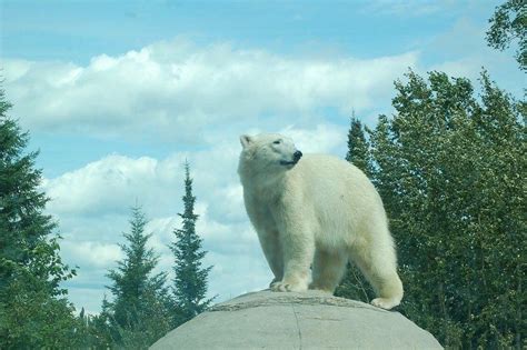 Cochrane Polar Bear Habitat Kanada Review Tripadvisor
