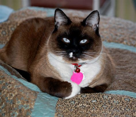 Snowshoe Siamese Fat Cats Rule Just Too Cute Pinterest Chats