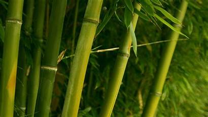 Bamboo Desktop Pixelstalk Natural