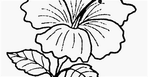 Untuk kali ini, pihak redaksi akan menekankan tentang mengenai gambar mewarna bunga raya ini. 35+ Terbaik Untuk Gambar Bunga Raya Kartun Hitam Putih ...