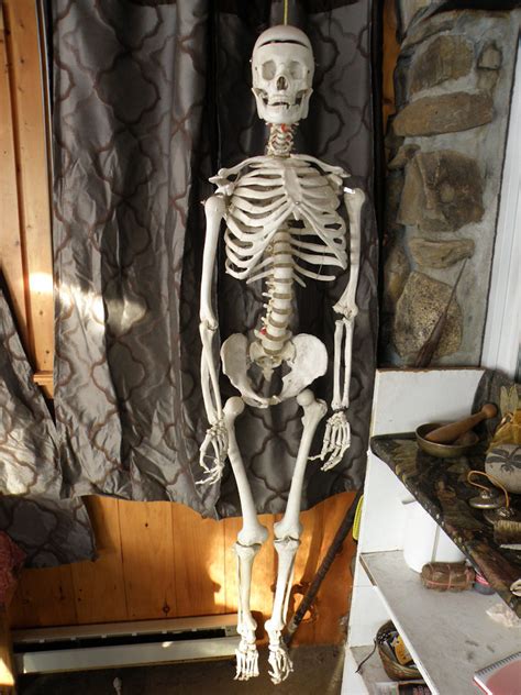 Skeleton In The Classroom - Northeast School of Botanical Medicine