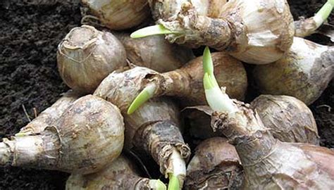 How Deep Do You Plant Daffodils And Narcissus - Planting Narcissus Bulbs In Fall