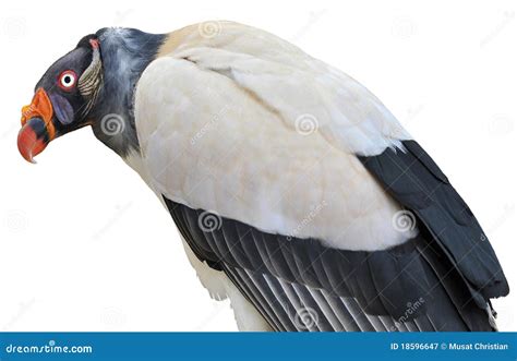 King Vulture Sarcoramphus Papa Large Bird Found In Central And South