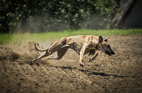 Fotos Gratis Corriendo Animal Velocidad Sabueso Vertebrado