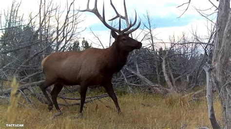 Elk Hunting Colorado Unit 2 365 Bow Kill Youtube