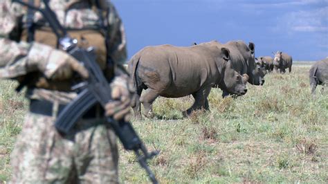 Controversial Rhino Horn Sales Eyed As Solution To Poaching Crisis