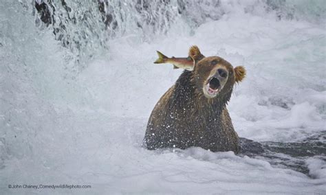 Comedy Wildlife Photography Awards 2022 Check Out The Hilarious Snaps