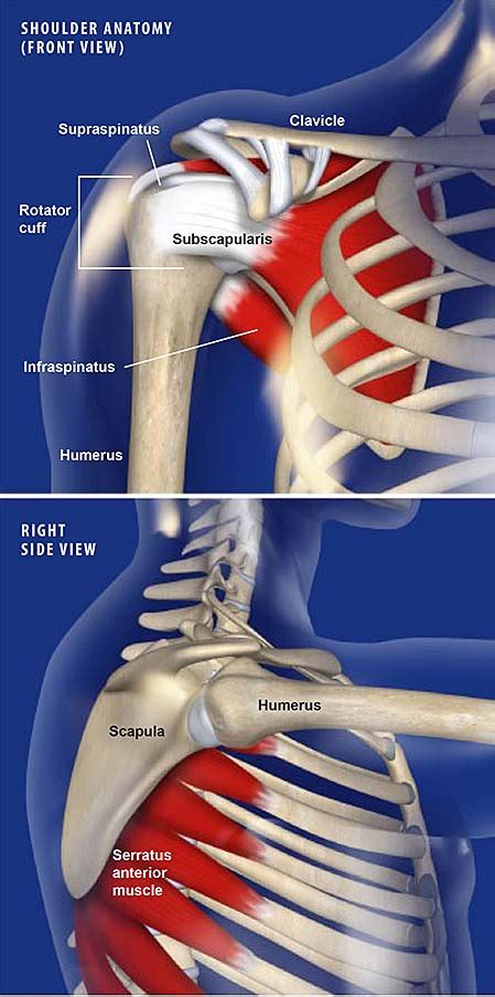 Snapping Scapula Syndrome Central Coast Orthopedic Medical Group