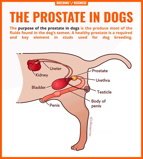 Sometimes it can go undiagnosed until it reaches an advanced stage and starts to. Prostate Problems in Dogs - Hypertrophy, Prostatitis ...