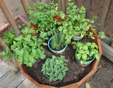 Diy Herb Garden Carolina Charm