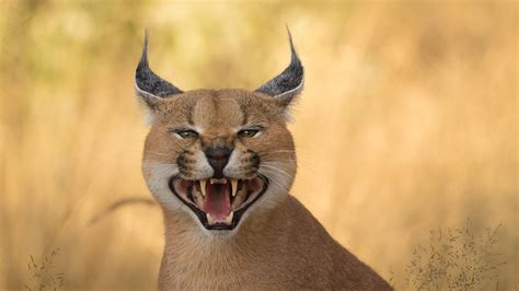 Caracal How To Say Getoneinc Vogels