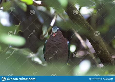Green Wing Dove Stock Image Image Of Doves Animal 175877307