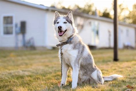 10 Best Siberian Husky Rescues For Adoption 2024 Our Top 10 Picks