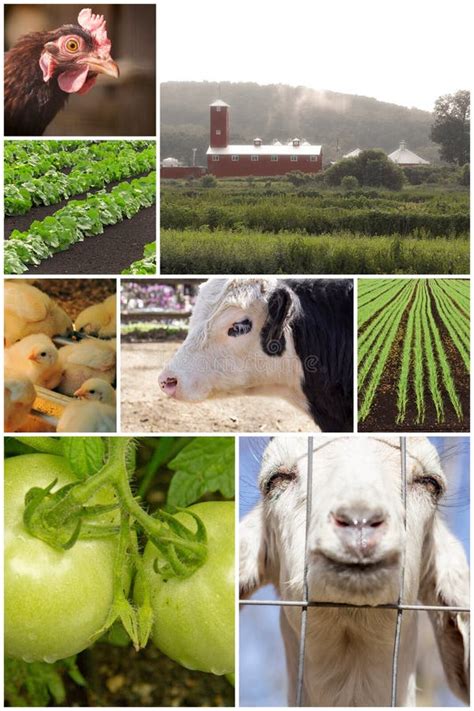 Animals Farm Collage Stock Image Image Of Rabbit Duck 21584623