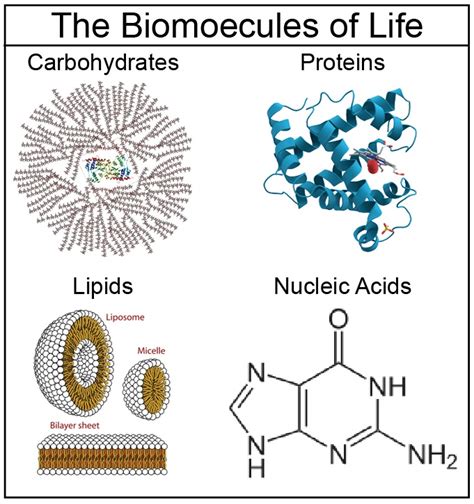 Che Cosa Sono Le Biomolecole - Biomolecules Proteins | Structure And Function Of Biomolecules