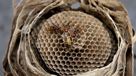 Yellow Jackets Massive Nest In House Macro Video Of Pupating Wasps