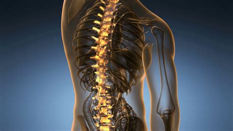 Human skeleton, the internal skeleton that serves as a framework for the body. backbone. backache. science anatomy scan of human spine bones glowing Motion Background ...