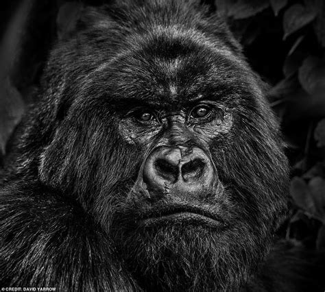 British Photographer Captures Image Of Alpha Male Silverback Gorilla