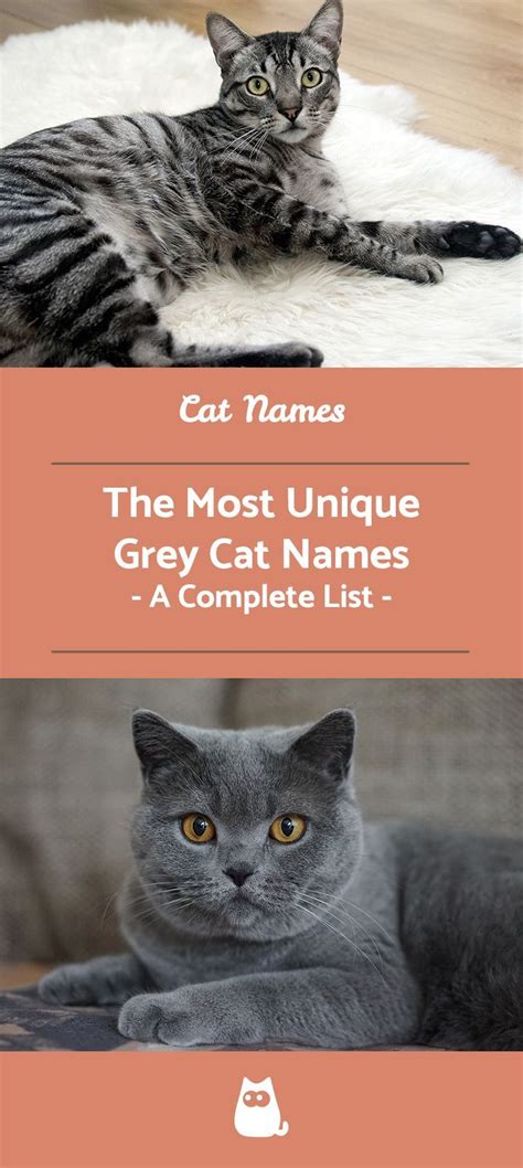 Unique Boy Cat Names Grey