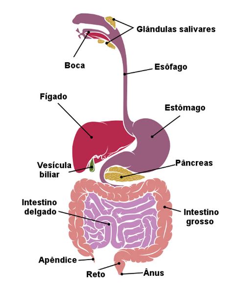 Anatomia Sistema Digestorio Anatomia I