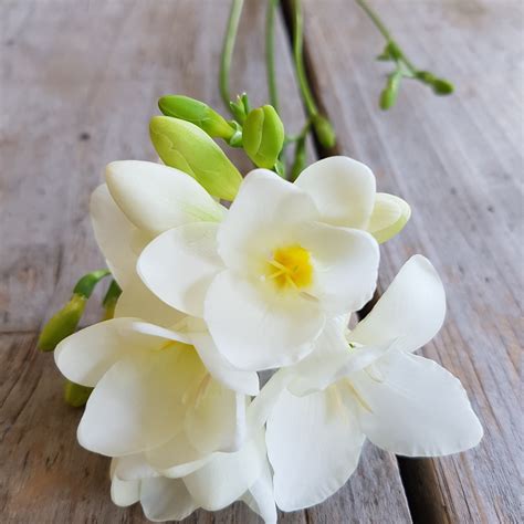 Drama baru yang lain akan dikemaskini kelak. Gambar Bunga Freesia | Pickini