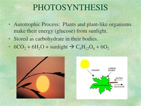 Ppt Photosynthesis Powerpoint Presentation Free Download Id2992723