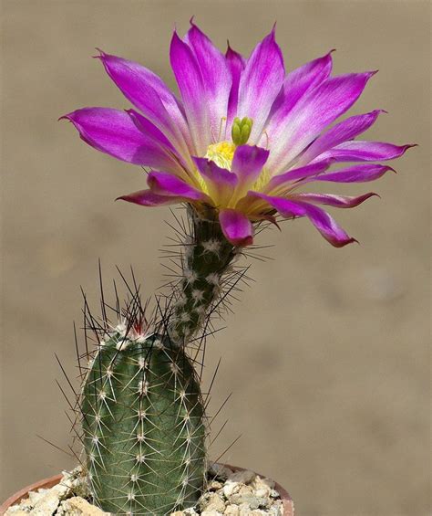 Echinocereus Palmeri Cactus Y Suculentas Flor De Cactus Flores Exóticas