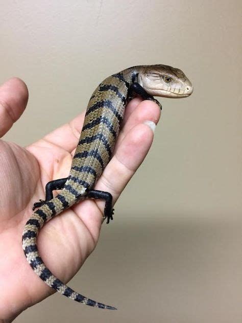 Baby Blue Tongue Skink Great Pets Check Out Our Caresheet On These