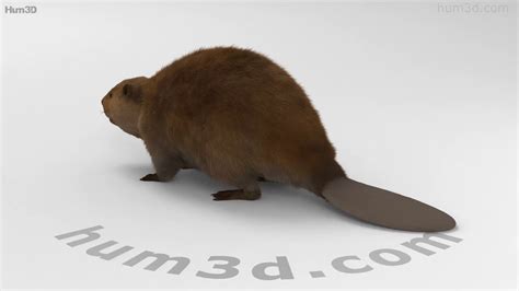 Beaver Hd 3d Model By Youtube
