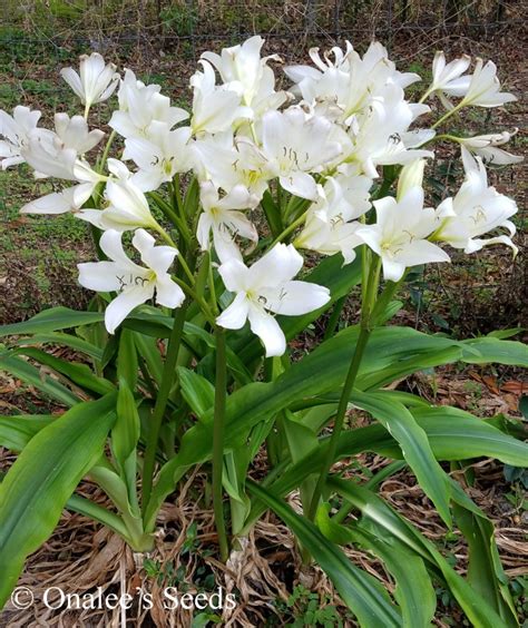 Crinum Lily C Jagus St Christopher Lily Swamp Lily White Blooming