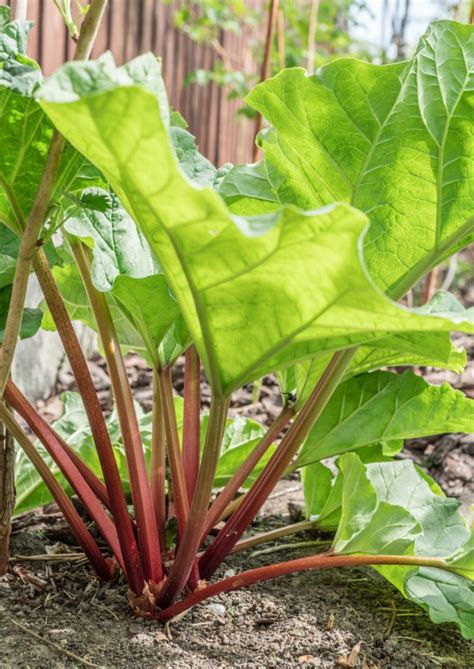 How To Harvest Rhubarb Never Cut It Garden Therapy