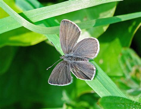 Butterfly Islands Very Early Small Blue