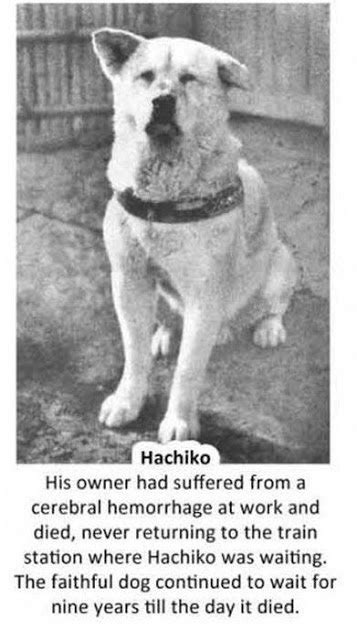 Hachiko A Loyal Dogtrue Story — Steemit
