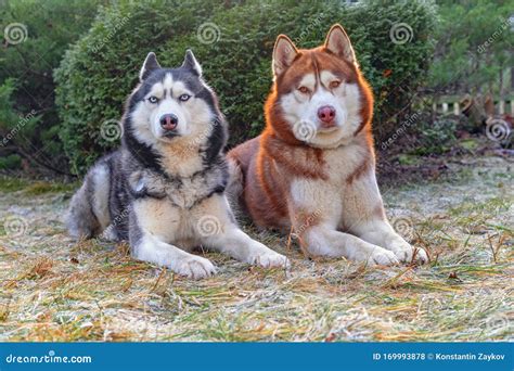 Beautiful Portrait Of Two Husky Dogs Adorable Siberian Husky Dogs On