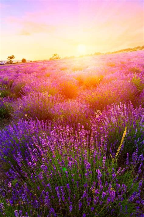 Sunset Over A Summer Lavender Field In Tihany Hungary Stock Image