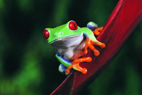 Pink and purple frog wallpaper, rio 2, frog, poison dart frogs. Frog Wallpaper ·① WallpaperTag