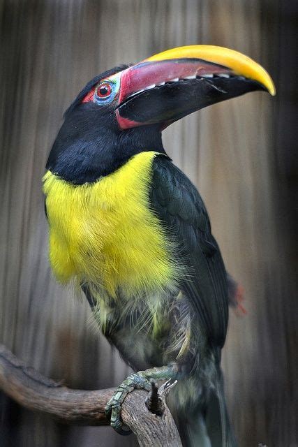 The Green Aracari Pteroglossus Viridis Is A Toucan A Near Passerine