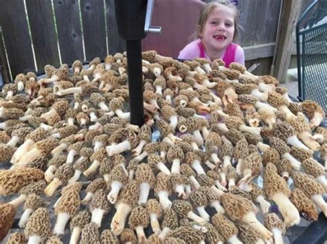 Mushroom Madness Morel Hunting Season Is Underway In