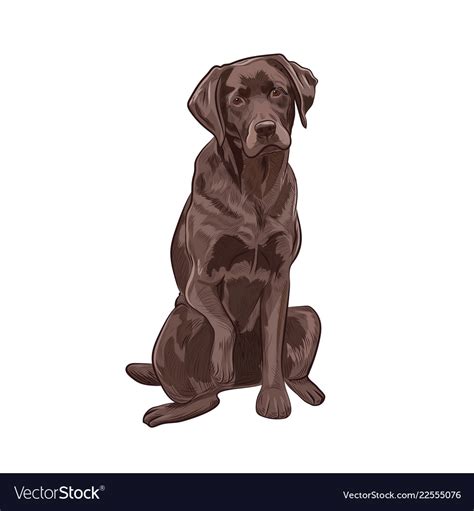 Chocolate Labrador Sitting And Giving A Paw Vector Image