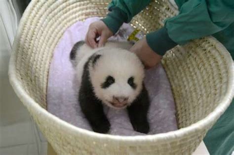 Tokyo Zoo Releases Video Of Fluffy Baby Panda