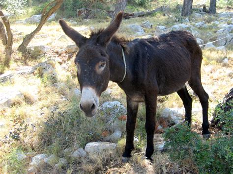 File:Telascica-Donkey.JPG - Wikimedia Commons