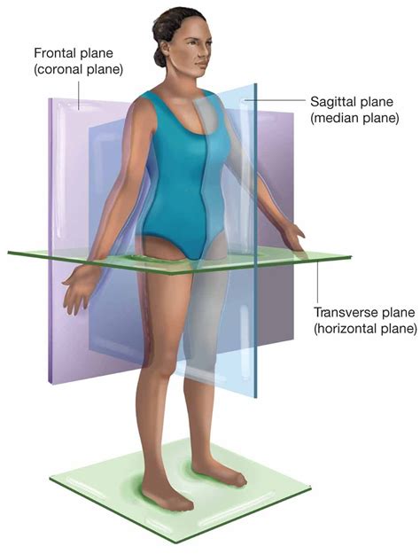 The Sagittal Medial Plane Passes Through The Person Vertically And