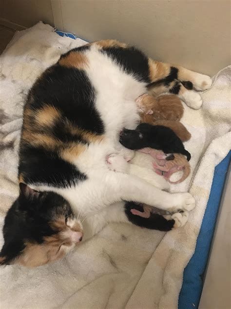 The Pregnant Stray I Took In Finally Gave Birth To A Litter Of Seven