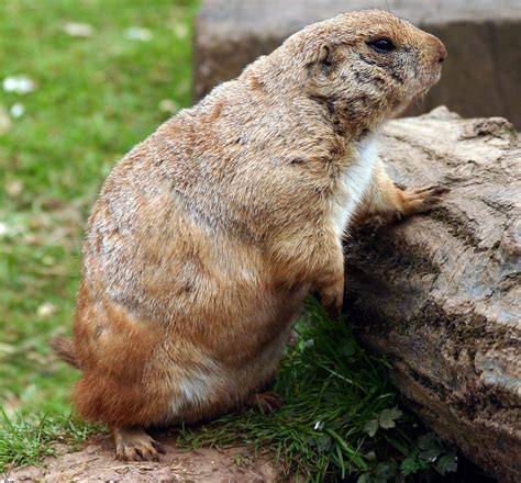 Prairie Dog Free Photo Download Freeimages