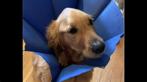 Golden Retriever Hates The Cone Of Shame Youtube