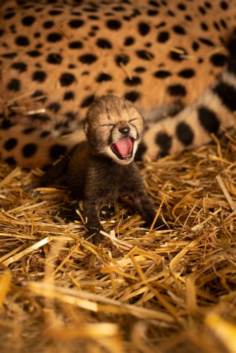 2 New Cheetah Cubs Are Huge Accomplishment For Columbus Zoo 614now