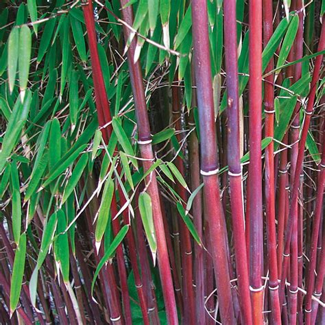 Bamboo Asian Wonder Bamboo Van Meuwen Bamboo Plants For Sale