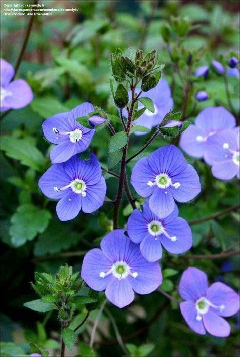 Blue Creeping Speedwell Flower Seeds Flowers Perennials Perennials