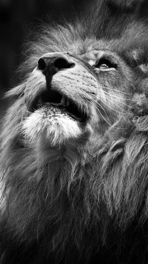Lion iphone wallpaper background iphone wallpaper backgrounds. Lion iPhone Wallpaper - WallpaperSafari